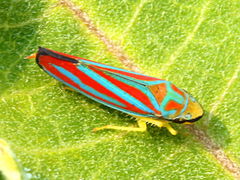 (Red-banded Leafhopper) dorsal