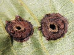 (Globular Hickory Phylloxera) underside galls on Shagbark Hickory