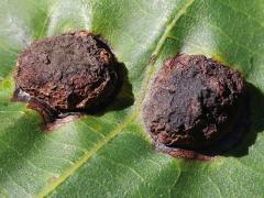 Globular Hickory Phylloxera upperside galls on Shagbark Hickory