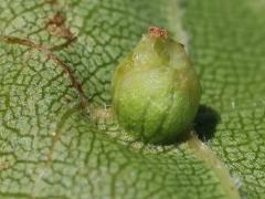 Grape Phylloxera underside gall on Riverbank Grape