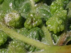 (Grape Phylloxera) underside galls on Riverbank Grape