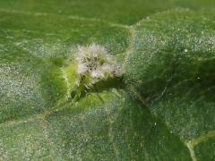 Grape Phylloxera upperside gall on Riverbank Grape