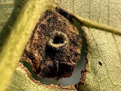 (Phylloxera Aphid) underside gall on Shagbark Hickory