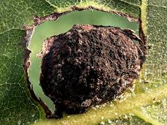 (Phylloxera Aphid) upperside gall on Shagbark Hickory