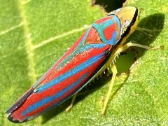 (Red-banded Leafhopper) lateral