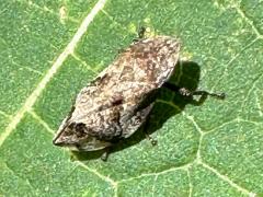 (Diamondback Spittlebug) dorsal