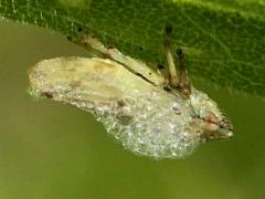 (Meadow Froghopper) spittle