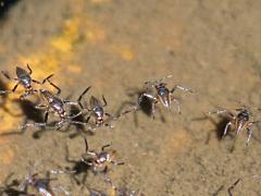 (Smaller Water Strider) skimming