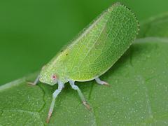 (Green Cone-headed Planthopper) dorsal on Pokeweed