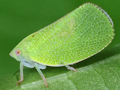 (Green Cone-headed Planthopper) lateral on Pokeweed