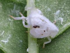 (Citrus Flatid Planthopper) nymph waxy filaments on Pokeweed