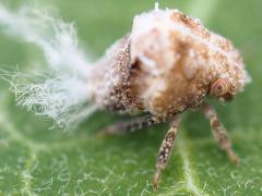 (Acanaloniid Planthopper) nymph