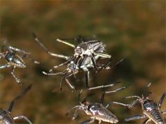 (Rhagovelia Water Strider) mating front