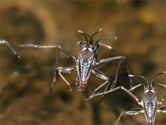 (Rhagovelia Water Strider) pair rear