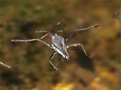 (Broad-shouldered Water Strider) female