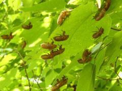 (Dwarf Periodical Cicada) molted exuviae on Hackberry