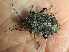 (Brown Marmorated Stink Bug) dorsal