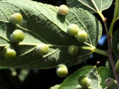 Hackberry Nipplegall Psyllid underside galls on Hackberry