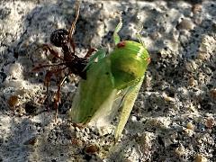 (Eight-lined Leafhopper and Myrmica Furrowed Ant)