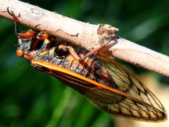 (Pharaoh Periodical Cicada) female ventral