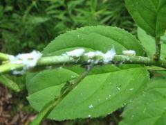 (Flatid Planthopper) nymphs