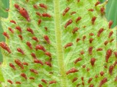 (Brown Ambrosia Aphid) on Cup Plant