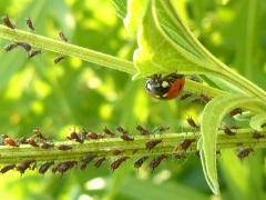 (Brown Ambrosia Aphid) (Seven-spotted Lady Beetle)