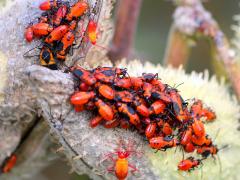 (Large Milkweed Bug) pod on Common Milkweed