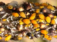 (Oleander Aphid) on Butterfly Milkweed