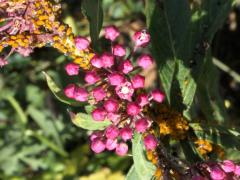 (Oleander Aphid) on Swamp Milkweed