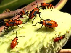 (Large Milkweed Bug) pod on Common Milkweed