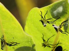 (Large Milkweed Bug) molted exuviae on Common Milkweed