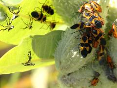 (Large Milkweed Bug) pod on Common Milkweed