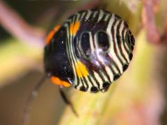 (Green Stink Bug) nymph