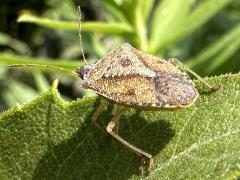 (Brown Stink Bug) dorsal