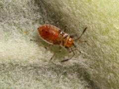 (Lygaeinae Seed Bug) (Seed Bug) nymph