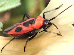 (Nemoralis Plant Bug) lateral