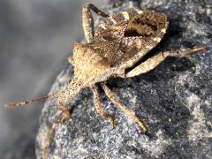 (Sordidus Leaf-footed Bug) dorsal