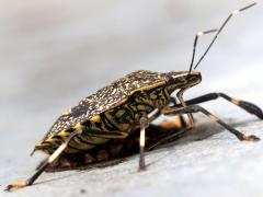 (Yellow-spotted Stink Bug) lateral