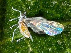 (Aphididae Aphid) lateral on Linden