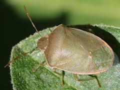 (Heegeri Stink Bug) dorsal