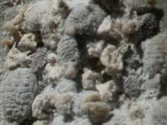 (True Cochineal Bug) female on Prickly Pear Cactus