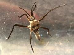 (Smaller Water Strider) female dish