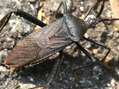 (Terminalis Leaf-footed Bug) dorsal