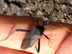 (Terminalis Leaf-footed Bug) hand