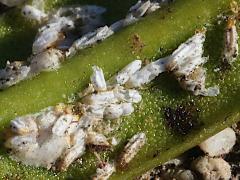 Cycad Aulacaspis Scale on Sago Cycad