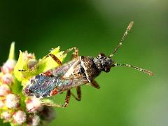 (Neortholomus Seed Bug) dorsal