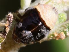 (Clastoptera Spittlebug) dorsal