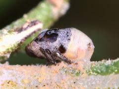 (Clastoptera Spittlebug) lateral