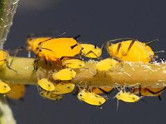 (Oleander Aphid) on Rush Milkweed